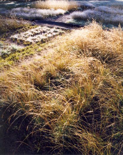 More-or-less continuous canopy cover formed by planted grasses in plots with added nitrogen. Figure 12 from the Delpratt and Shears report.