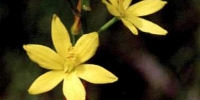 Bulbine bulbosa – a perennial lily native to grassland in southern and eastern Australia