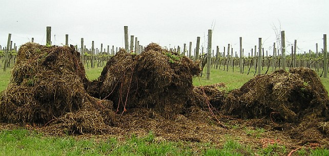 Straw mulch for using under the vines.